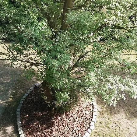 Tabu Проживання в сім'ї *